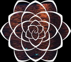 camellia-1